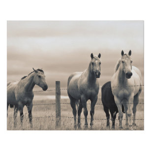 Quarter Horses On Canadian Prairie Faux Canvas Print