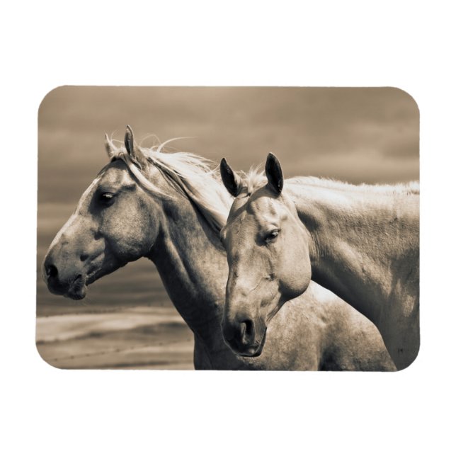 Quarter Horses On Canadian Prairie Magnet (Horizontal)