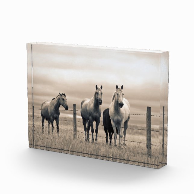 Quarter Horses On Canadian Prairie Photo Block (Right)