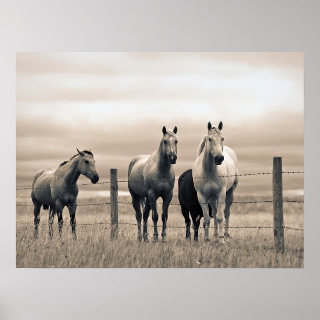 Quarter Horses On Canadian Prairie Poster (Front)
