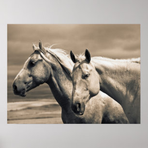 Quarter Horses On Canadian Prairie Poster