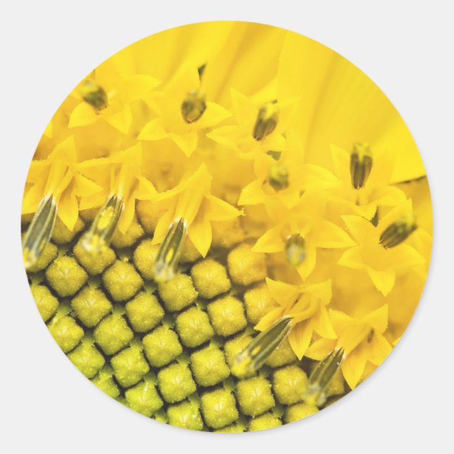 quarter sun classic round sticker (Front)