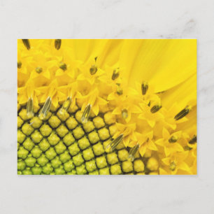 quarter sun postcard