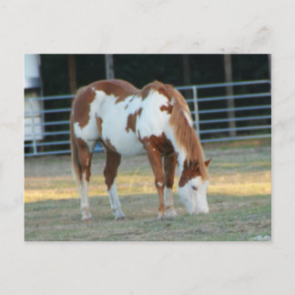 Quarterhorse 3 postcard