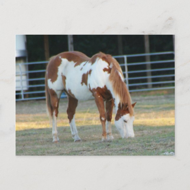 Quarterhorse 3 postcard (Front)
