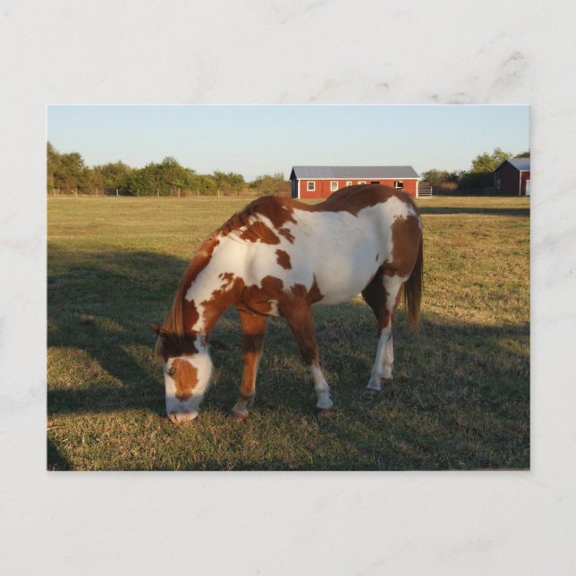 Quarterhorse 4 postcard (Front)