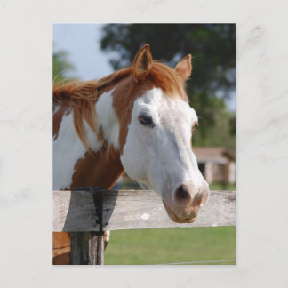 Quarterhorse Postcard