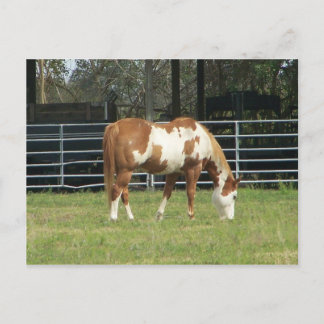 Quarterhorse Postcard
