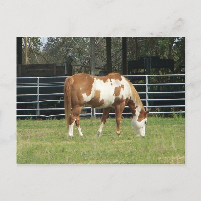 Quarterhorse Postcard (Front)