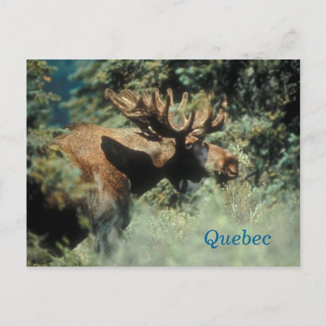Quebec bull moose postcard (Front)