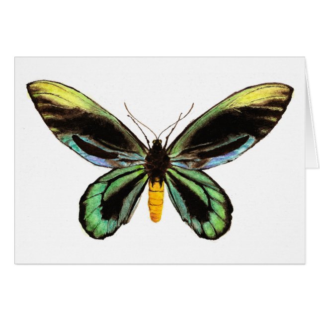 Queen Alexandra's Birdwing (Front Horizontal)