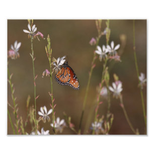 Queen and milkweed photo print