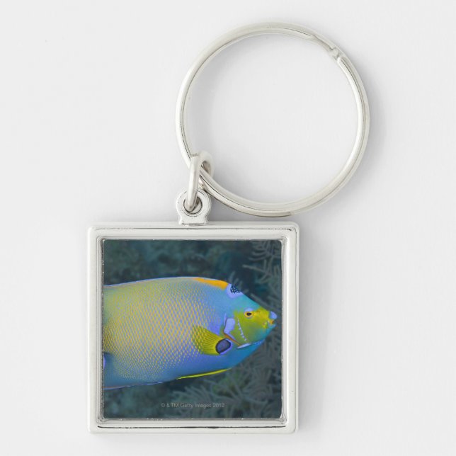 Queen Angelfish Key Ring (Front)