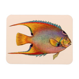 queen angelfish magnet
