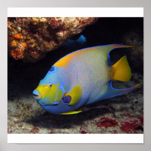 Queen Angelfish Poster