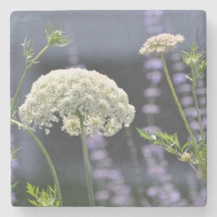 Queen Anne Coaster