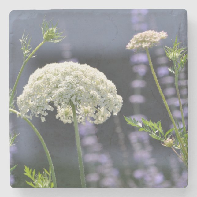 Queen Anne Coaster (Front)