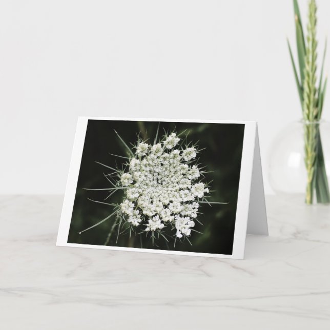 Queen Anne’s Lace, card (Front)