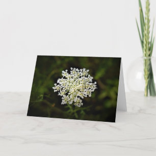 Queen Anne’s Lace, card