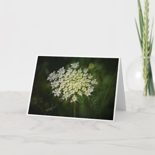 Queen Anne’s Lace, card (Front)