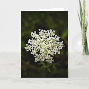 Queen Anne’s Lace, card