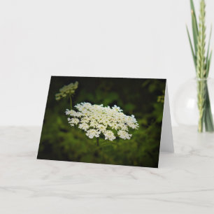 Queen Anne’s Lace, card