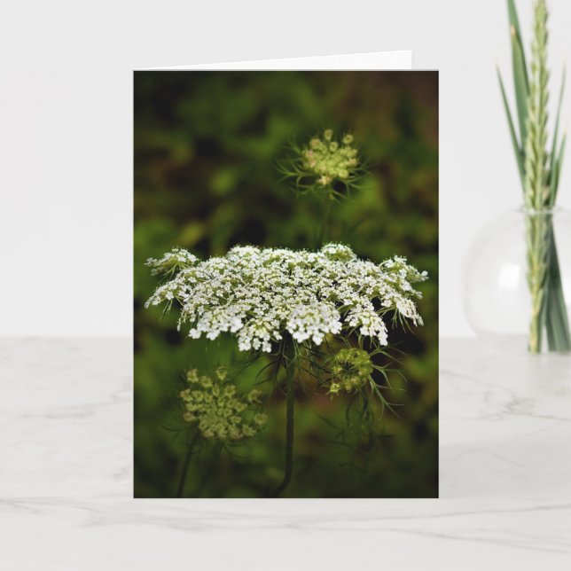 Queen Anne’s Lace, card (Front)