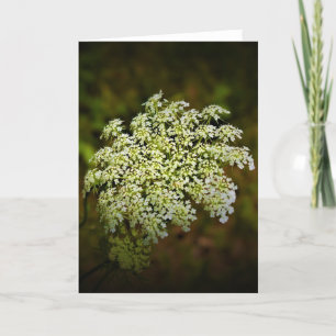 Queen Anne’s Lace, card