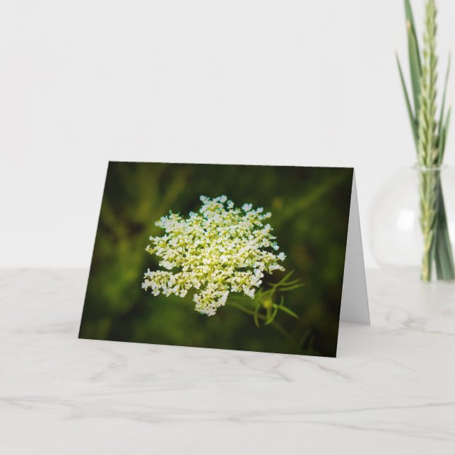 Queen Anne’s Lace, card (Front)