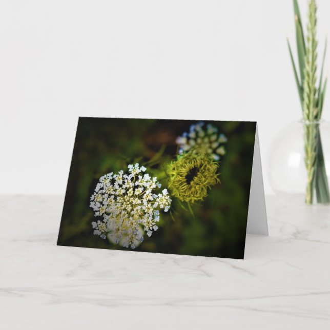 Queen Anne’s Lace, card (Front)