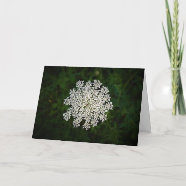 Queen Anne’s Lace, card (Front)