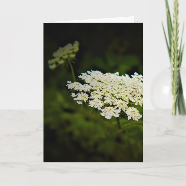 Queen Anne’s Lace, card (Front)