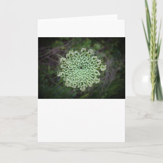 Queen Anne’s Lace, card (Front)