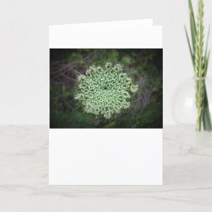 Queen Anne’s Lace, card