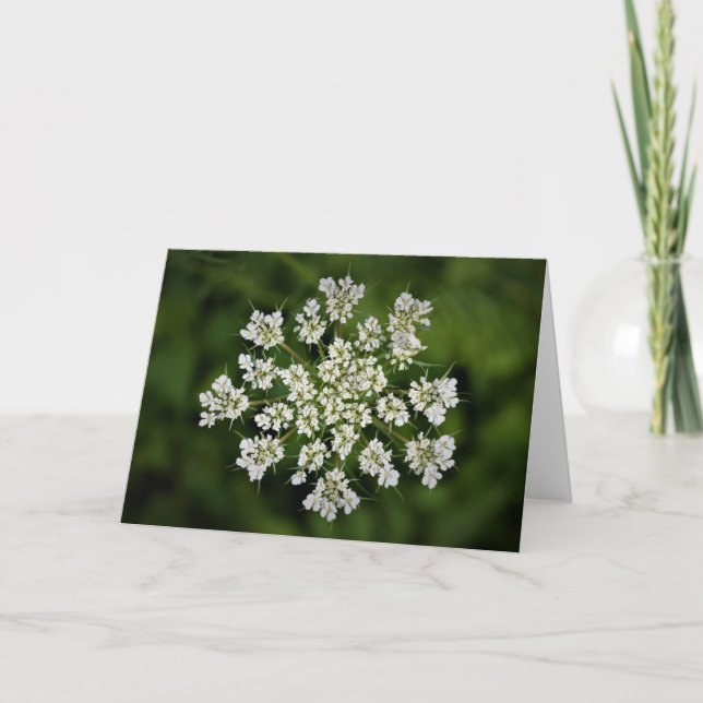 Queen Anne’s Lace, card (Front)