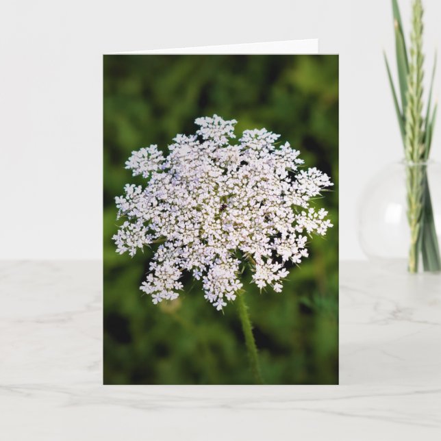Queen Anne’s Lace, card (Front)