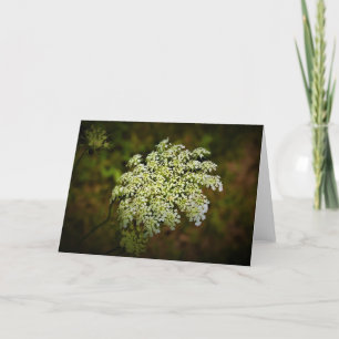 Queen Anne’s Lace, card