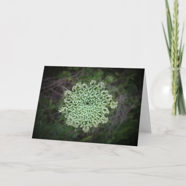 Queen Anne’s Lace, card (Front)