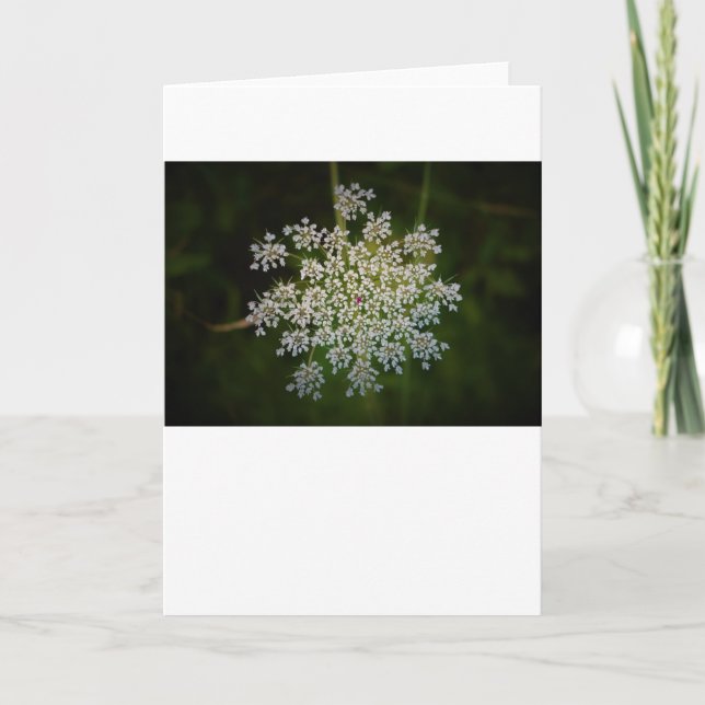 Queen Anne’s Lace, card (Front)