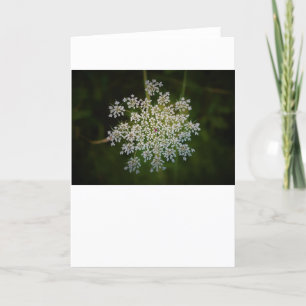 Queen Anne’s Lace, card