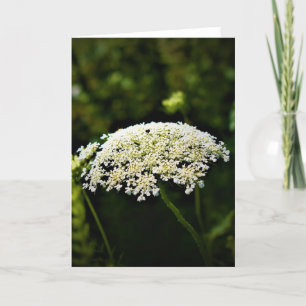 Queen Anne’s Lace, card