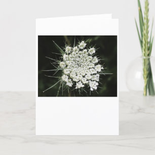 Queen Anne’s Lace, card