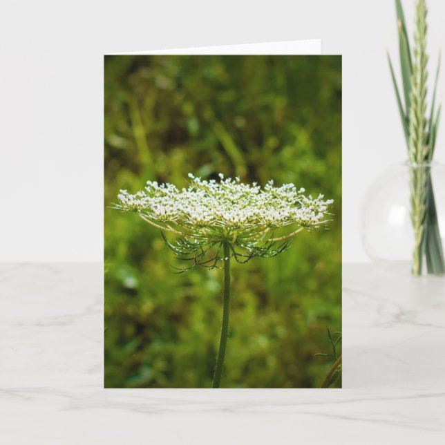Queen Anne’s Lace, card (Front)