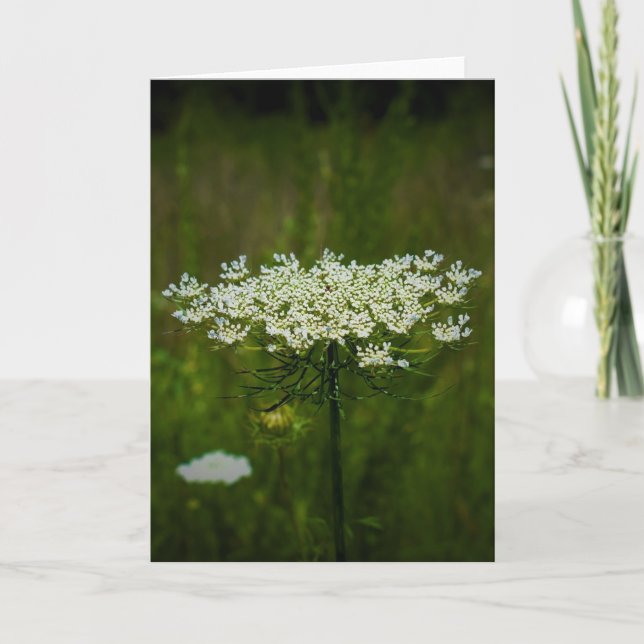 Queen Anne’s Lace, card (Front)