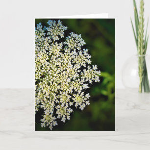 Queen Anne’s Lace, card