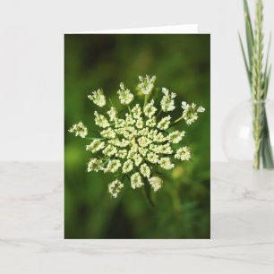 Queen Anne’s Lace, card