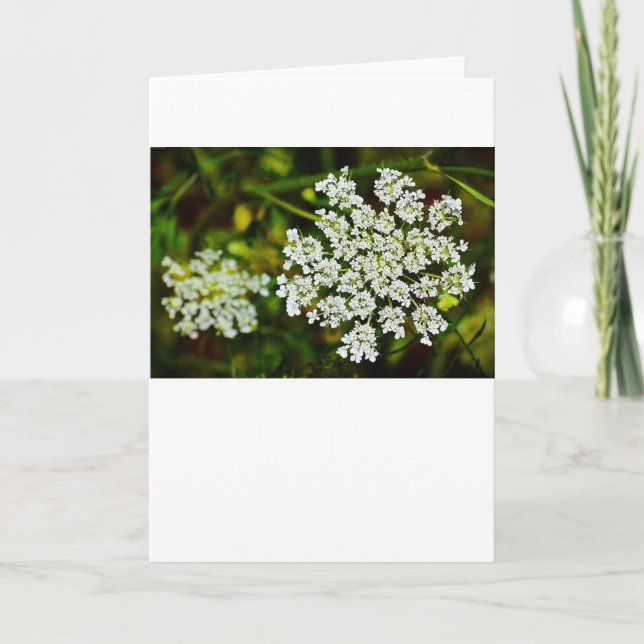 Queen Anne’s Lace, Card (Front)