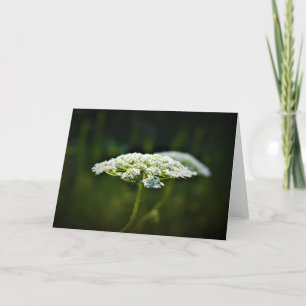 Queen Anne’s Lace, card