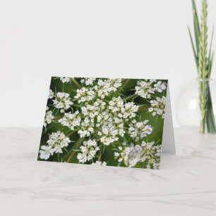 Queen Anne’s Lace, card