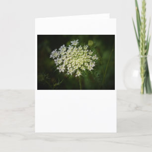 Queen Anne’s Lace, card